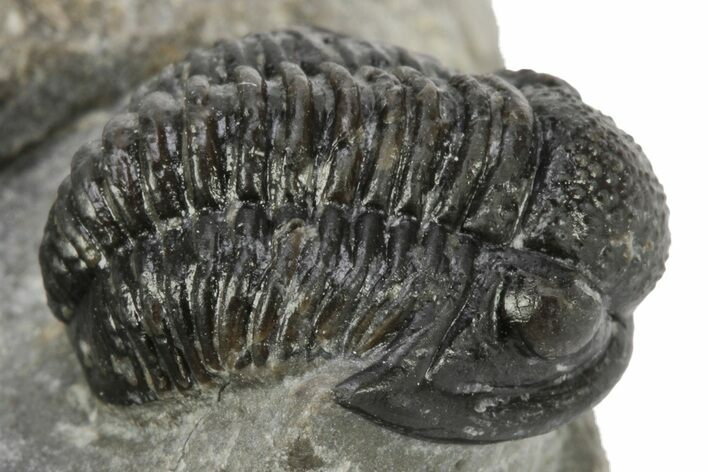 Detailed Gerastos Trilobite Fossil - Morocco #226625